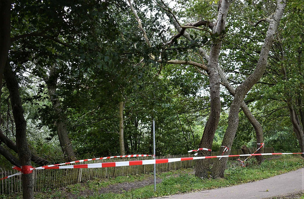 The tree that they cordoned off where we were running. It had become dangerous due to the high winds.