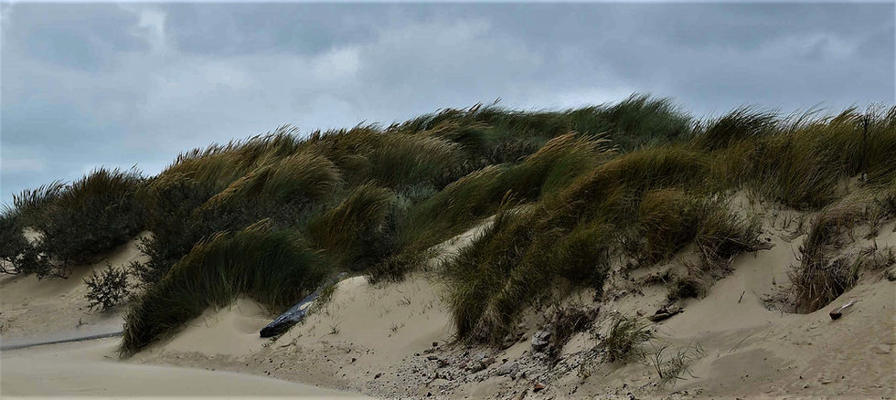 wind blowing in the dunes