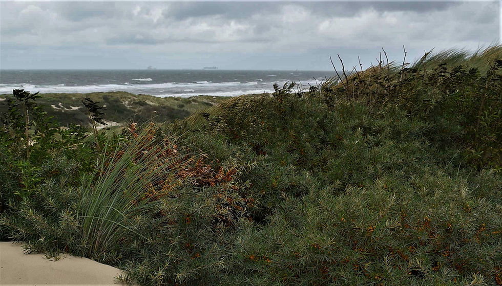 wind in the dunes coming off the north sea