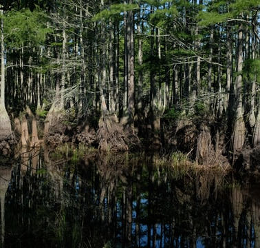 Discussion on Where the Crawdads Sing By Delia Owens
