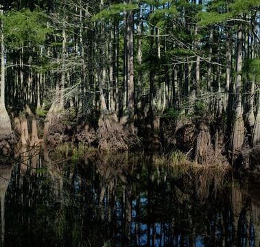 Discussion on Where the Crawdads Sing By Delia Owens