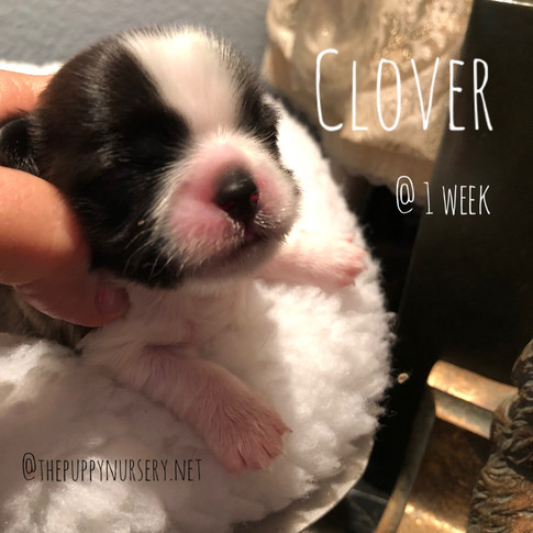 Clover's face