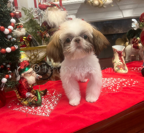 AKC female Liver & White Imperial Shih Tzu