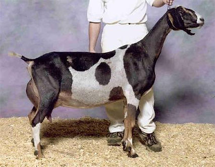GCH Willow Run AT Erazel.jpg