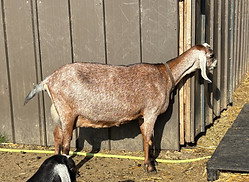 Sweetheart 8 year old