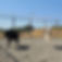 husky and lab running.jpg