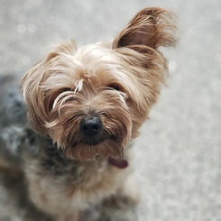 one ear yorkie.jpg