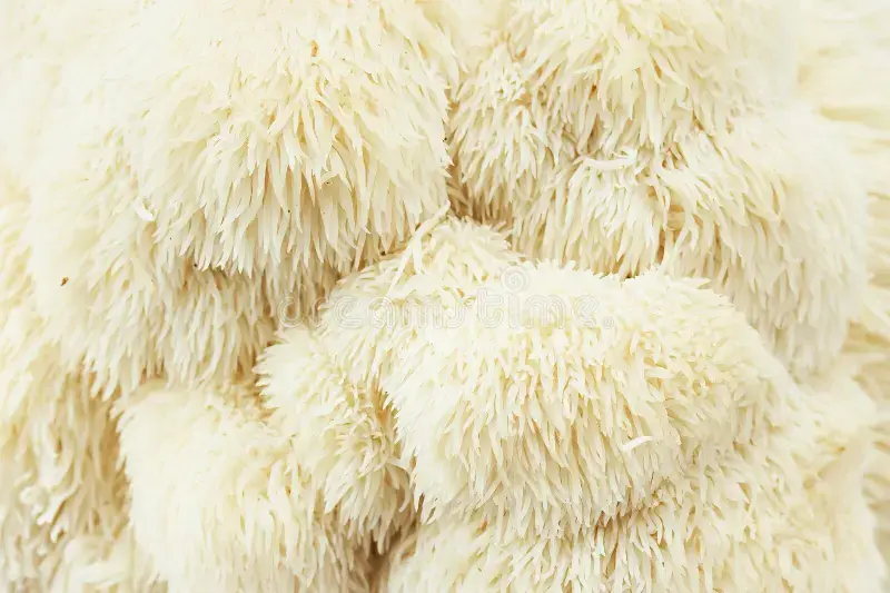 Thumbnail: Lion’s Mane Mushroom Powder — 100 g