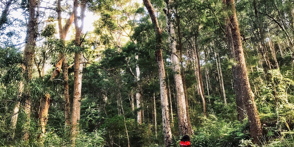 Coomera falls hike 13km