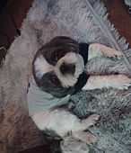 Charley Z Santacruz