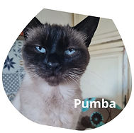 Ajouter un titre (1)pumba.jpg