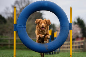 Mortgage a Home: Navigate Serviceability Requirements with Ease