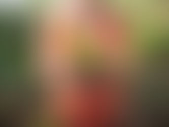 Green thumbs beware: one-third of veggie gardens contaminated with lead