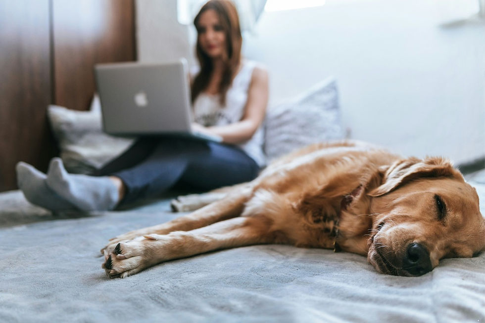 A dog sleeping in the bed while a woman working in her laptop