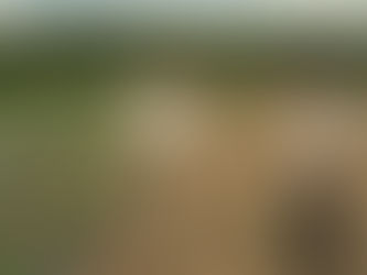 Como encontrar uma fazenda para agricultura orgânica: guia para comprar com segurança