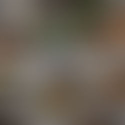 Qual a melhor massa para datas especiais? Guia para impressionar sem complicação