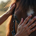 hands petting horse head