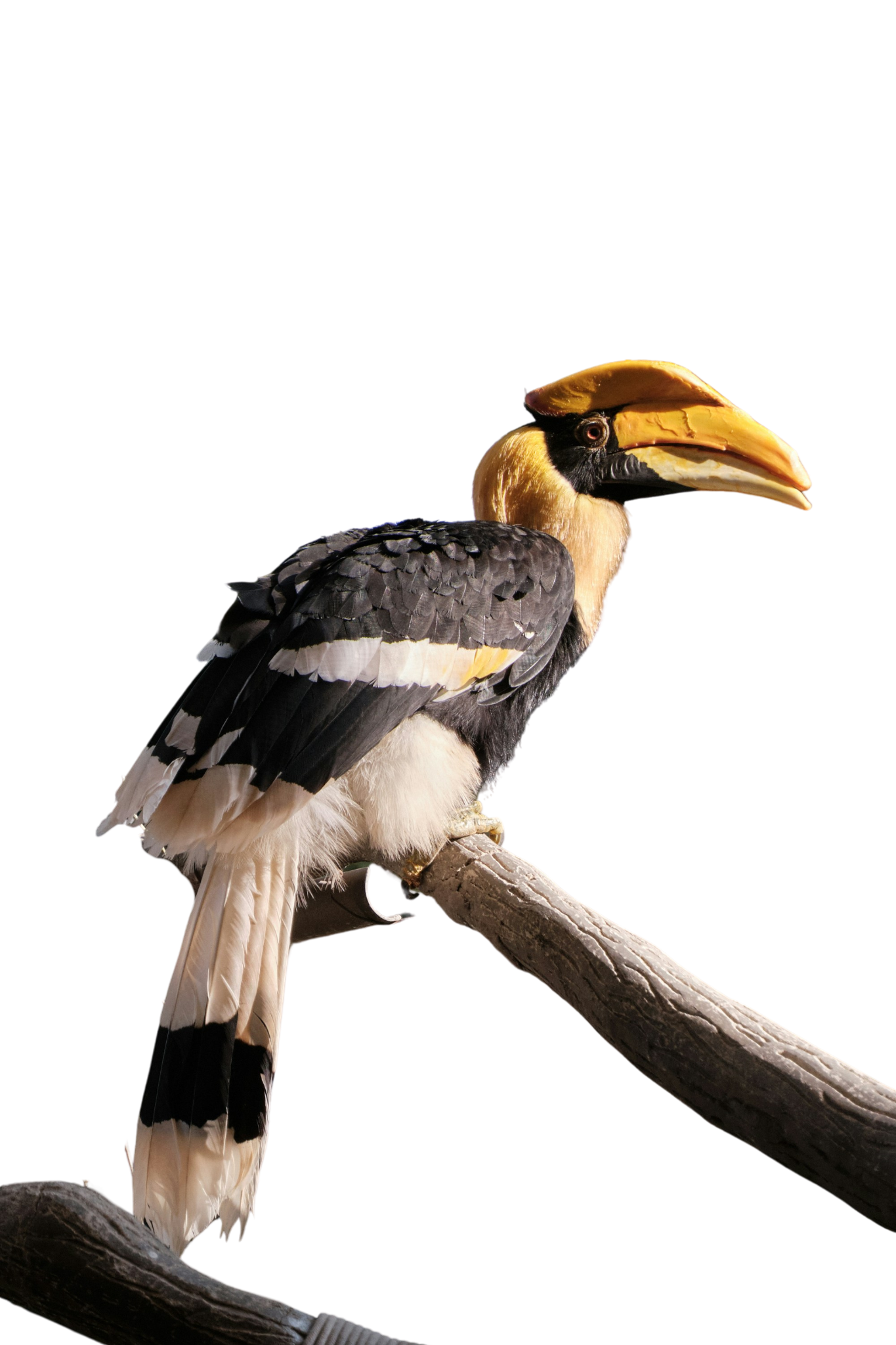 Untitled Design 1365x2048 (1).png