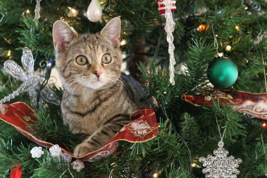 Cats And Christmas Trees