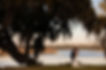 b Wed Charleston Runnymede Plantation (14).jpg