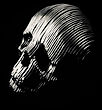 fd skull 1.jpg
