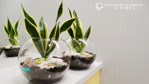 縮圖：浴室綠化推薦