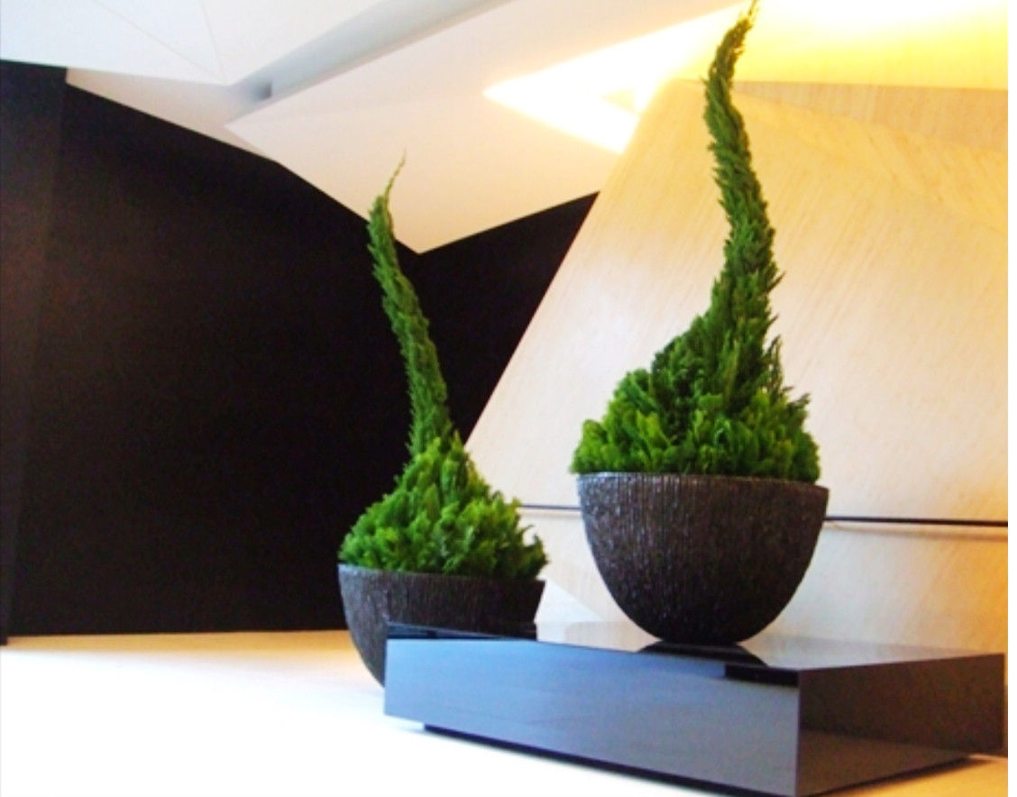 豪華龍柏盆景 XS~L