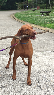 vizsla dog