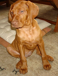 vizsla puppy