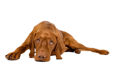 Beautiful hungarian vizsla dog full body