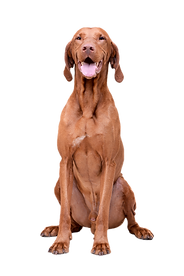 Studio shot of an adorable magyar vizsla