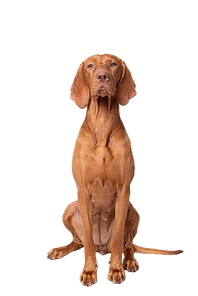 Sitting magyar vizsla on white backgroun