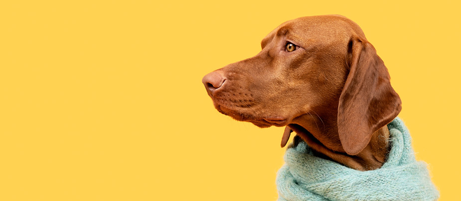 Beautiful hungarian vizsla dog wearing scarf side view studio portrait Dog sitting and loo
