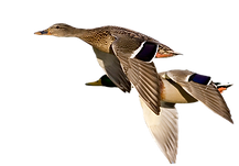 Flying Mallard Ducks_edited.png