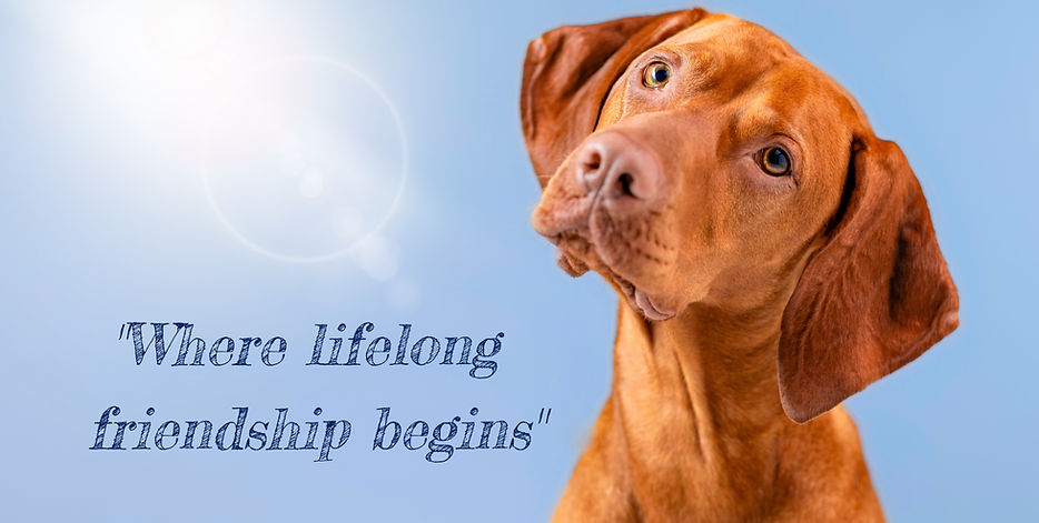 Dog studio shot Ginger Hungarian vizsla