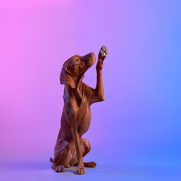 A poised Vizsla dog raises its paw against a gradient purple backdrop.jpg