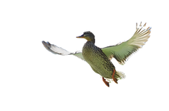 Flying Mallard Duck_edited_edited.png