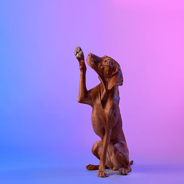A poised Vizsla dog raises its paw again