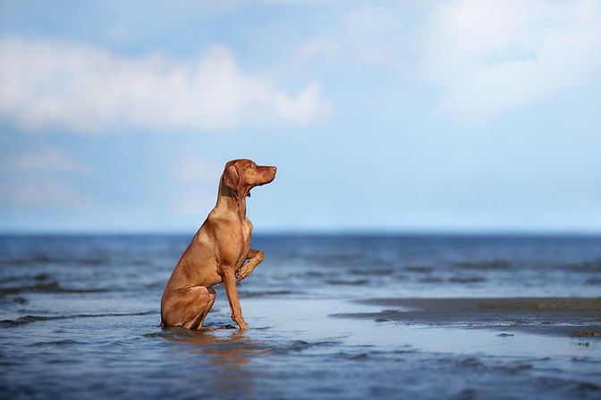 Beautiful Hungarian Vizsla dog sits in the water.jpg