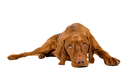 Beautiful hungarian vizsla dog full body