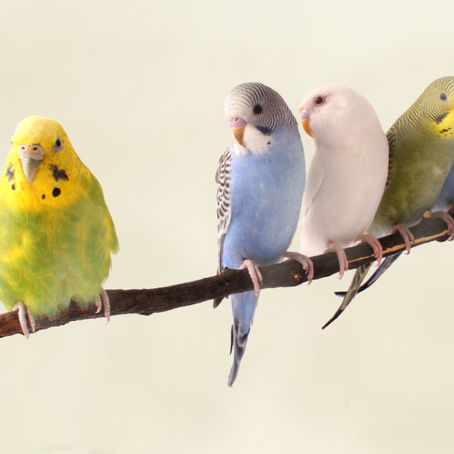 Male or Female? Identifying Gender of Your Exotic Pets
