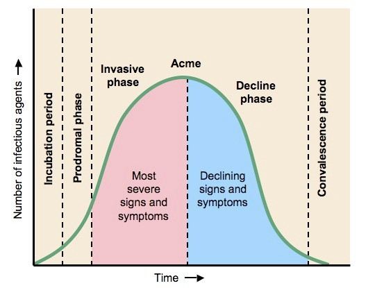 stages of an infection