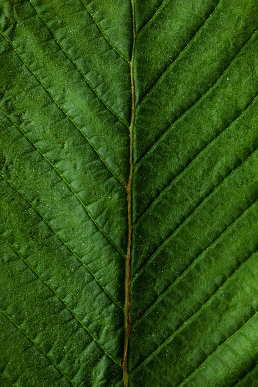 pexels-photo-4466054