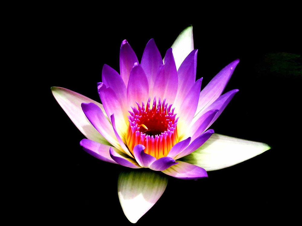 beautiful bloom blooming blossom