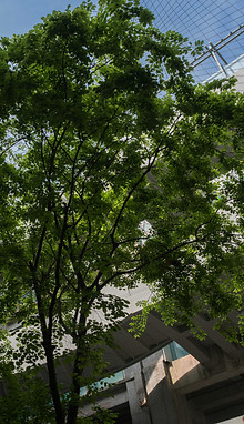 un arbre entouré d'un escalier circulaire