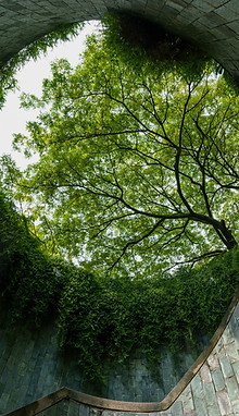 un árbol creciendo a través de una ventana_edited.j