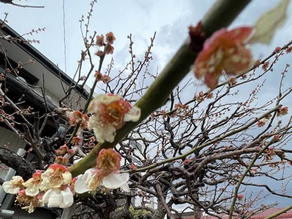 🌸孫の卒園式と入学式を前に🌸