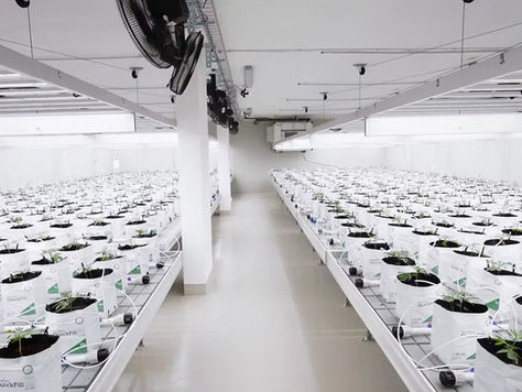 High Level Genetics AG – Premium CBD from Switzerland like you’ve never experienced before