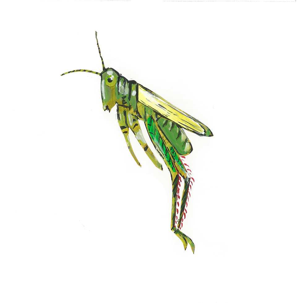 insectabc-zzzhalfend-image