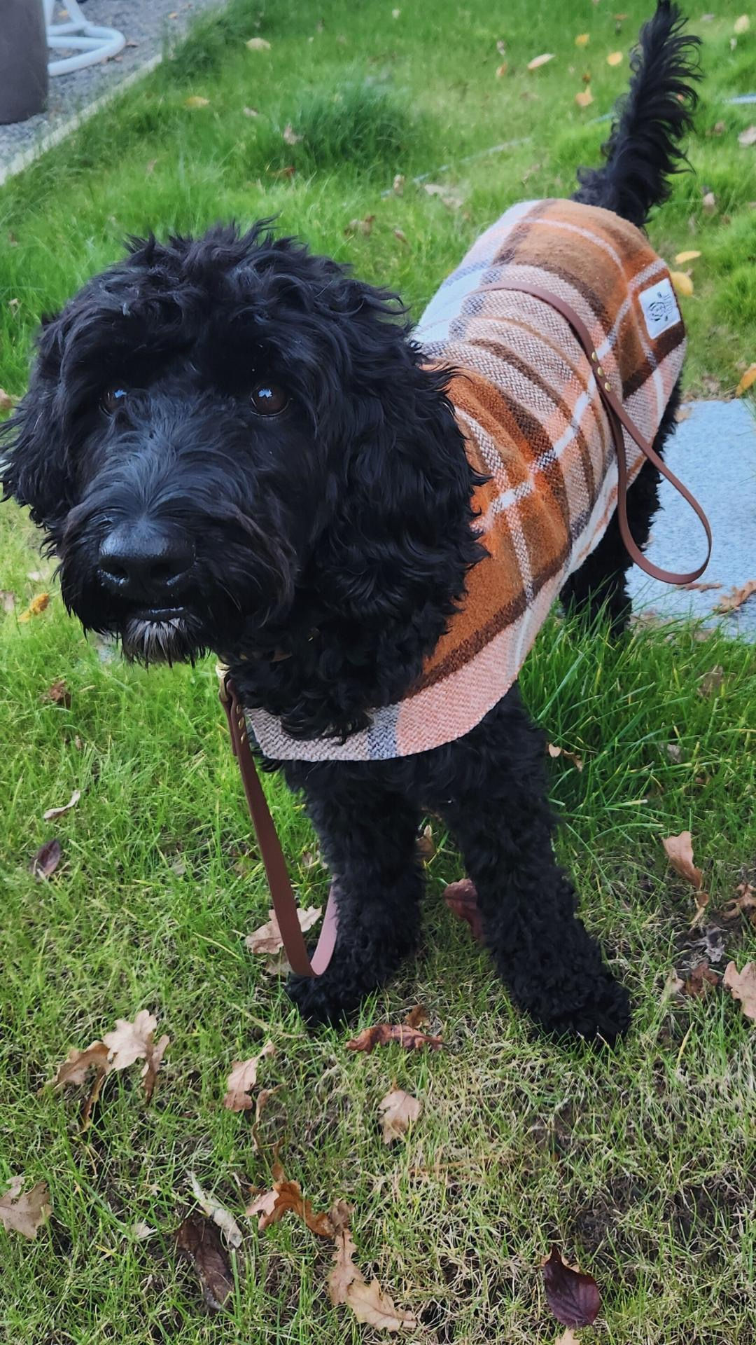 NZ Wool Dog Coat